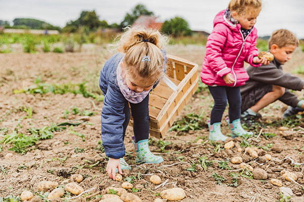 Eggelmann's Erntefieber