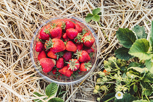 frische Erdbeeren in einer Schüssel