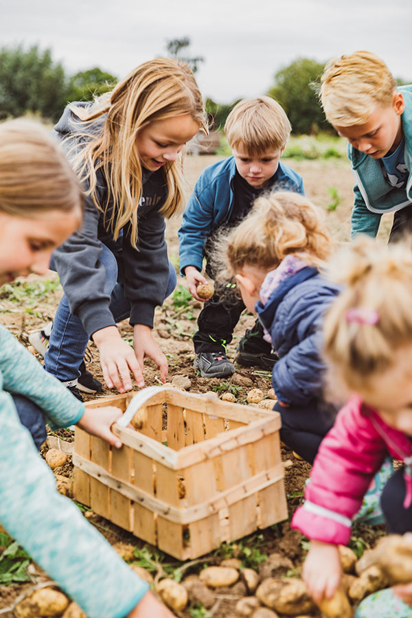 eggelmanns-erntefieber-kinder-sammeln-kartoffeln Kinder ernten Kartoffeln