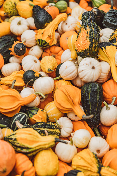 Kürbisse in allen Formen und Farben