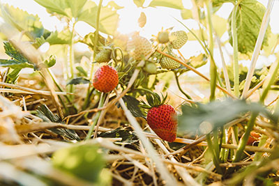 Eggelmanns Erdbeeren frisch vom Feld